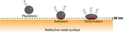 A Comparison of the Adaptive Response of Staphylococcus aureus vs. Streptococcus mutans and the Development of Chlorhexidine Resistance